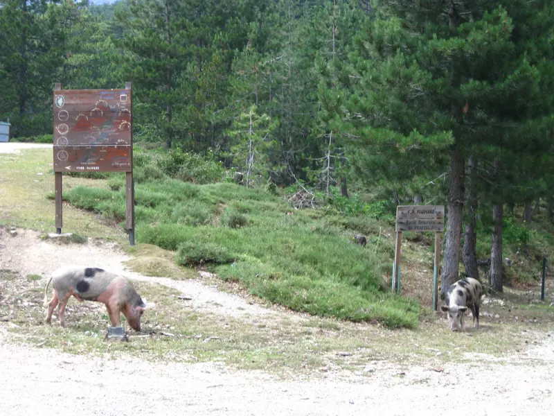 Des cochons en liberté au bord du sentier