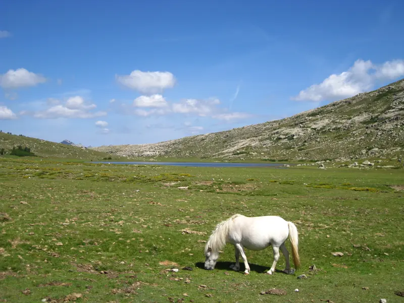 Un cheval blanc devant le lac