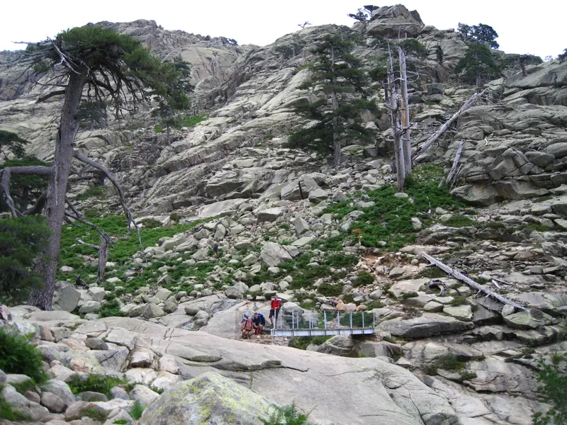 Passerelle au pied des pins