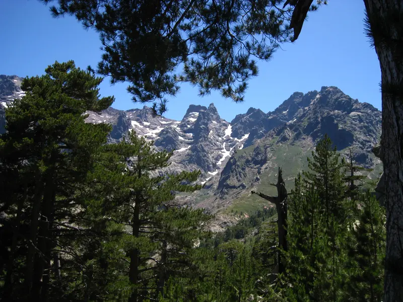 Sommets enneigés entre les pins