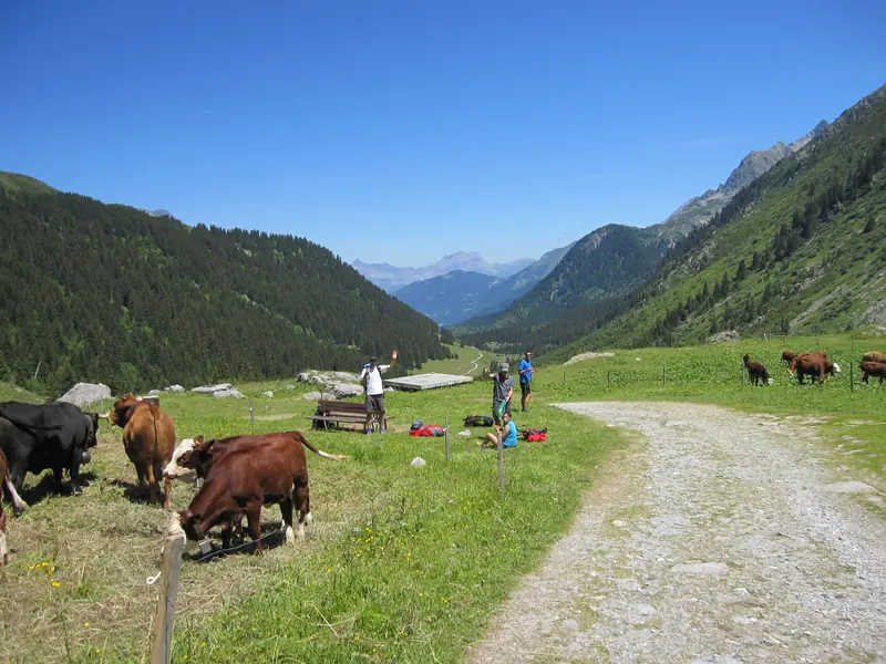 Vaches et sentier dans l’alpage