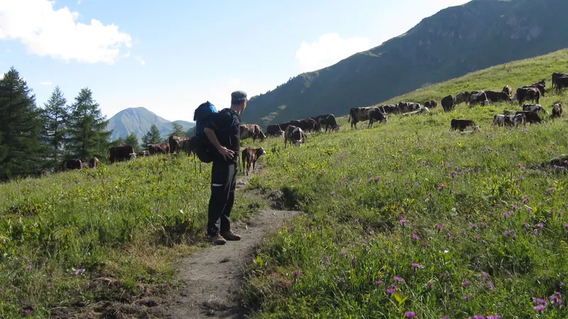Randonneur et troupeau sur l’alpage